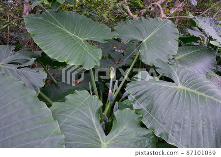 Alocasia (Ishigaki City, Okinawa Prefecture) Alocasia (Ishigaki City, Okinawa Prefecture) 87101039