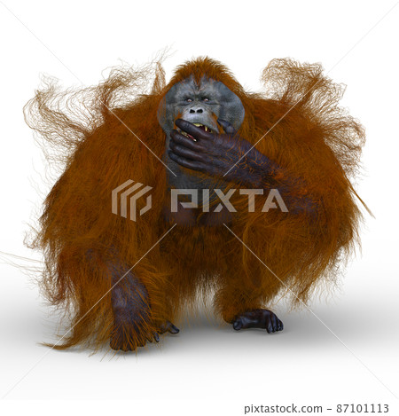 猩猩 87101113