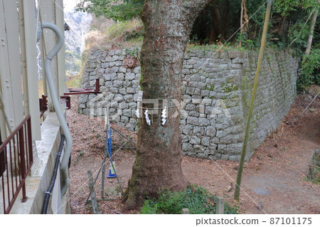 Stone wall and Shinboku of Kunoyama castle remains 87101175