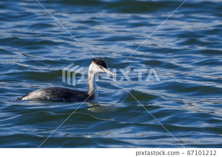Great Crested Gregres swimming leisurely on the surface of the water reflected in the blue sky Great Crested Gregres swimming leisurely on the surface of the water reflected in the blue sky 87101212