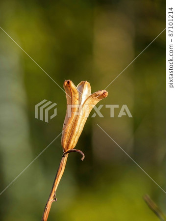 After the seeds of Easter lily shining in the winter sun are scattered After the seeds of Easter lily shining in the winter sun are scattered 87101214