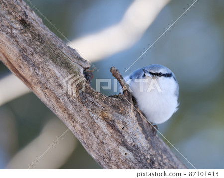 Goblin Goblin 87101413