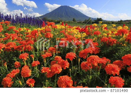 Marigold, salvia and Mt. Yotei in Kutchan, Hokkaido 87101490