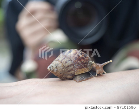 a snail on back of the hand with bulr background a snail on back of the hand with bulr background 87101590