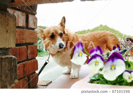 磚上的柯基犬 87101598