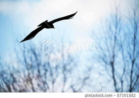 Silhouette of a crow flying in the sky Silhouette of a crow flying in the sky 87101882