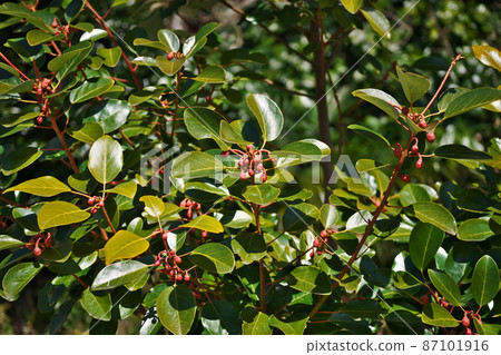 Rhododendron buds in winter (February) 87101916