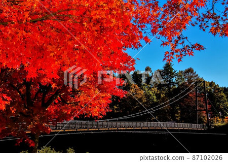 Autumn leaves and suspension bridge Komagane Kogen Komakusa Bridge Autumn leaves and suspension bridge Komagane Kogen Komakusa Bridge 87102026