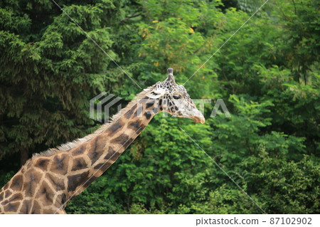 zoo giraffe zoo giraffe 87102902