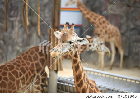 zoo giraffe 87102909