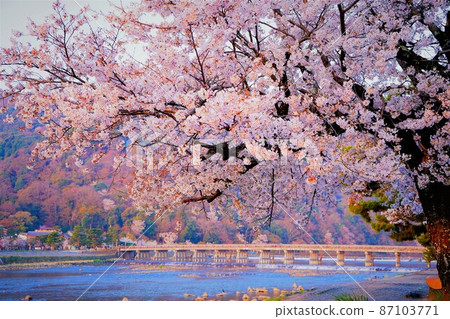 Togetsukyo Bridge and Sakura in Arashiyama, Kyoto 87103771