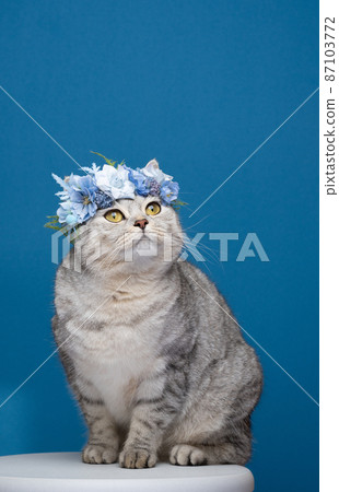 cute cat sitting on blue background wearing flower crown with blue blossoms 87103772