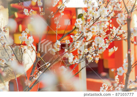 Kyoto Kitano Tenmangu Shrine plums and white-eyes 87103777