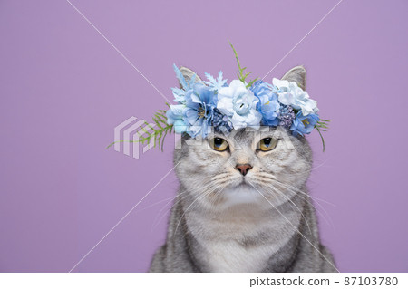 fluffy cat wearing blue flower crown on purple background portrait fluffy cat wearing blue flower crown on purple background portrait 87103780