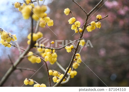 Japanese allspice flower that has begun to bloom 87104310