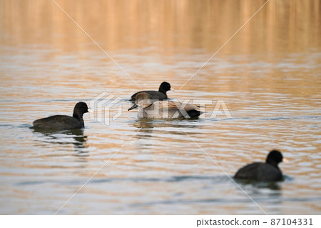 Gadwall and coot Gadwall and coot 87104331