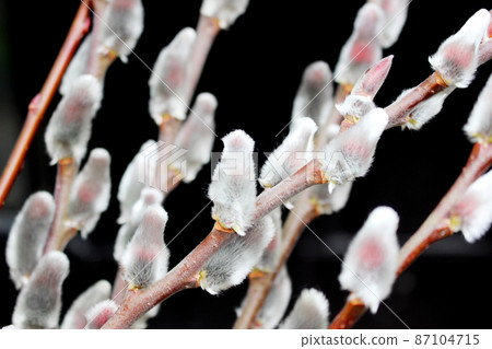 Pussy willow on black background 87104715