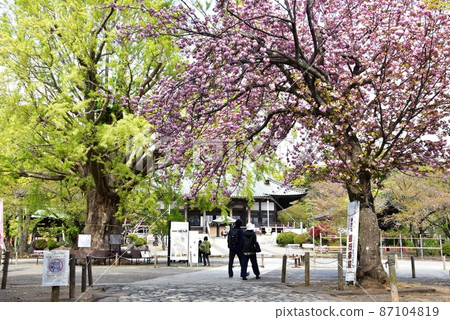 神奈川縣藤澤市,佑行寺境內盛開的重瓣櫻花和新鮮的綠色銀杏 神奈川縣藤澤市,佑行寺境內盛開的重瓣櫻花和新鮮的綠色銀杏 87104819