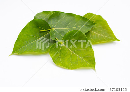 Green bodhi leaf on a white background. Green bodhi leaf on a white background. 87105123