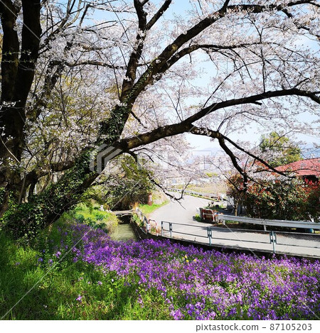 Cherry blossom rocket landscape Cherry blossom rocket landscape 87105203