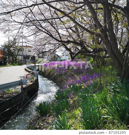 櫻花火箭風景 櫻花火箭風景 87105205