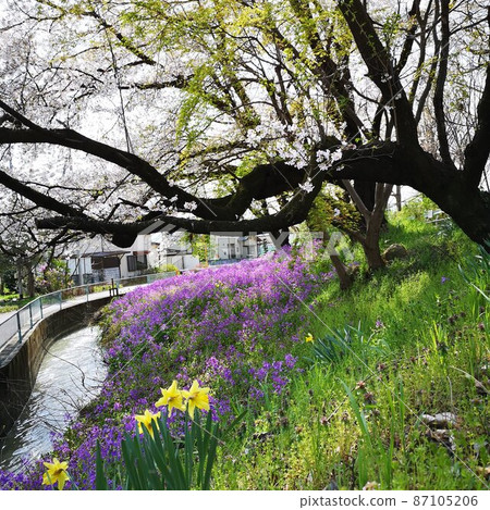 櫻花火箭風景 櫻花火箭風景 87105206