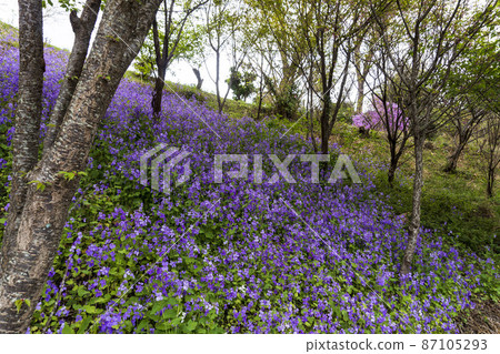 Murasaki Hanana 菌落 / 十字花科 Orychophragmus 屬 87105293