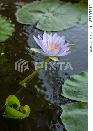 purple lotus flower with bee water background purple lotus flower with bee water background 87105616
