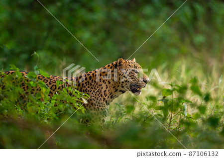 indian wild male leopard or panther face closeup in natural monsoon green during outdoor jungle safari at forest of central india - panthera pardus fusca indian wild male leopard or panther face closeup in natural monsoon green during outdoor jungle safari at forest of central india - panthera pardus fusca 87106132