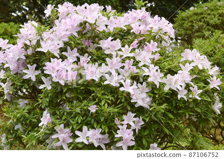 淡粉色杜鵑花 淡粉色杜鵑花 87106752