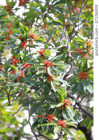 Myricaceae flowers Myricaceae flowers 87106808