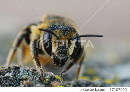 Facial closeup on a female Patchwork leafcutter bee, Megachile centuncularis sitting on a peice of wood 87107053