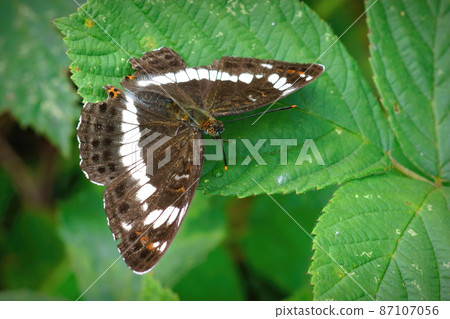 Closeup on the rare and locally endangered White admiral , Limenitis camilla with open wings at Drongengoed , Ursel, Belgium 87107056