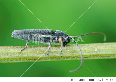 Closeup on a Umbellifer longhorn beetle, Phytoecia cylindrica feeding on a stem of Wild carrot, Daucus carota in the field 87107058