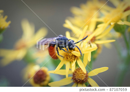 Closeup on a red cuckoo blood bee, Sphecodes sipping nectar from a yellow Common ragwort flower , Senecio jacobea 87107059