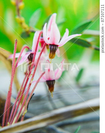 Cranberry blooming in Oze and Ozegahara Cranberry blooming in Oze and Ozegahara 87107111