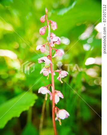 Pyrola asarifolia blooming in the hedges of Oze and Miharu Pyrola asarifolia blooming in the hedges of Oze and Miharu 87107112
