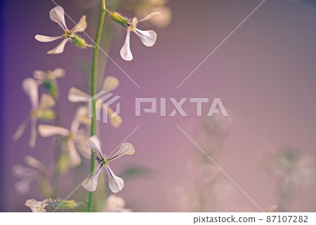 Hydroponically cultivated with arugula flowering light 87107282