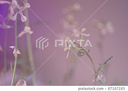 Arugula flowering macro profile in hydroponics 87107283