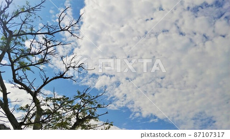 Naha City Shintoshin Park 2 87107317