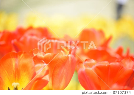 Tulip 87107374