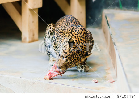 Leopard pantera padus kotiya in the rock 87107484