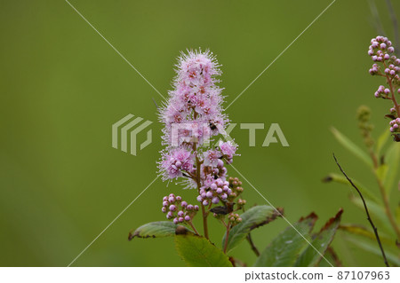 Hozakimotsuke 87107963