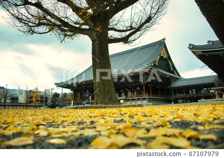 京都東本願寺的銀杏 2021年秋季 京都東本願寺的銀杏 2021年秋季 87107979