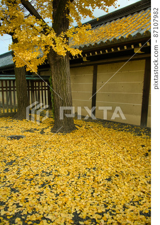 Ginkgo in Kyoto Higashi Honganji Autumn 2021 87107982