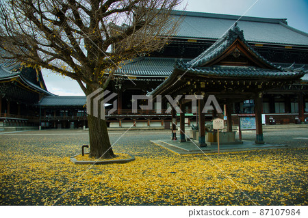 京都東本願寺的銀杏 2021年秋季 87107984