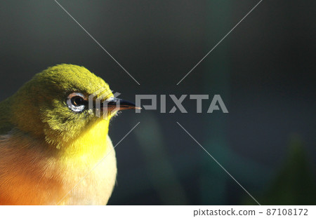 White-eye staring at the rising sun 87108172