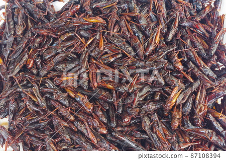 Inago no Tsukudani, one of the local dishes, insect food Inago no Tsukudani, one of the local dishes, insect food 87108394