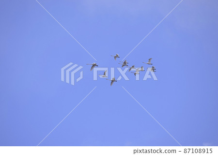 Swan formation flight 87108915