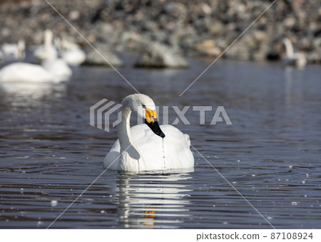 Swan Swan 87108924